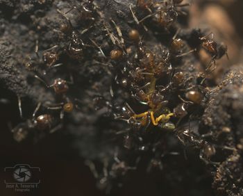 Close-up of ant