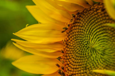 Close-up of sunflower
