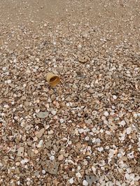 High angle view of shells on sand