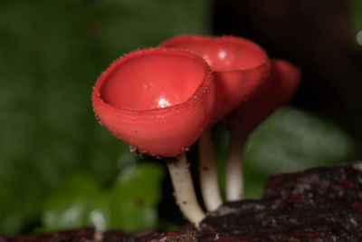 Close-up of wet red mushroom