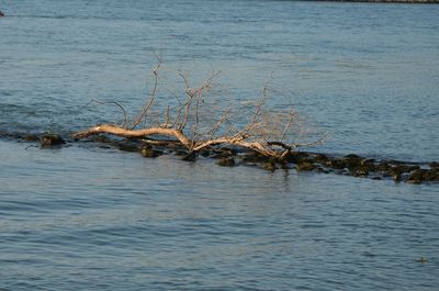 Lizard on water