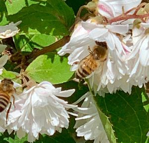 Close-up of insect on white flower