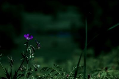 Close-up of purple flowering plant on field