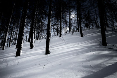 Trees on snow covered landscape