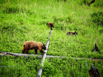 Sheep in a field