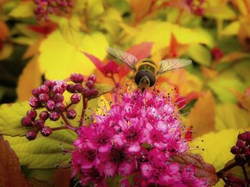 Close-up of insect on pink flower