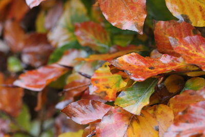 Close-up of maple leaves on tree during autumn