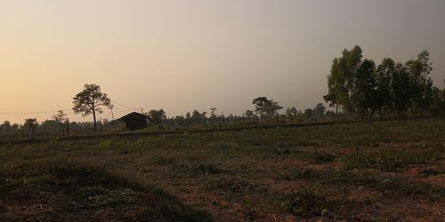 Trees on field against sky during sunset