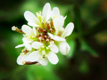 Close-up of white flower