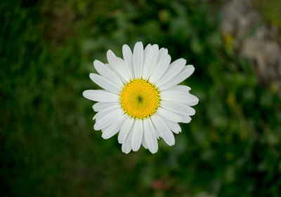 Close-up of white flower blooming outdoors