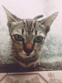 Close-up portrait of tabby cat