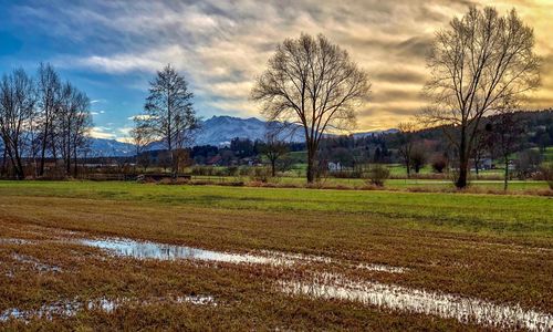 Bare trees on field against sky