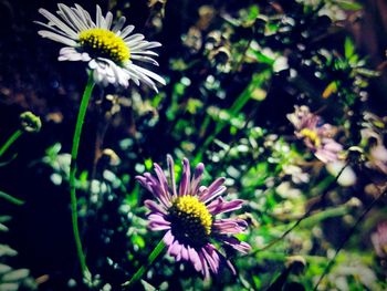 Close-up of coneflowers blooming outdoors