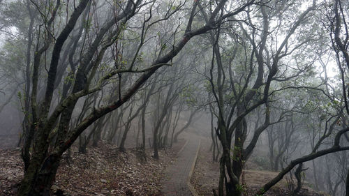 Bare trees in forest