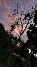 Low angle view of silhouette trees against sky at sunset