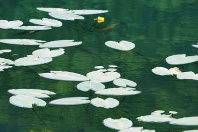 Close-up of lotus water lily in lake