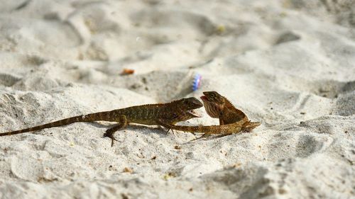 Close-up of lizard on sand