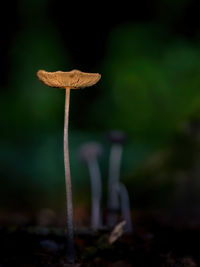 Close-up of mushroom growing on field