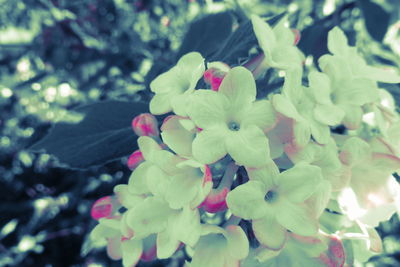 Close-up of flowering plant leaves