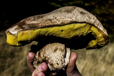 Cropped hand holding mushroom