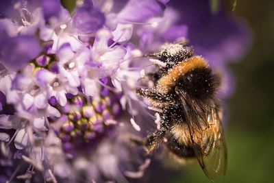 Close-up of bumblebee pollinating on purple flower