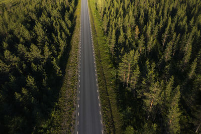 Country road going through forest