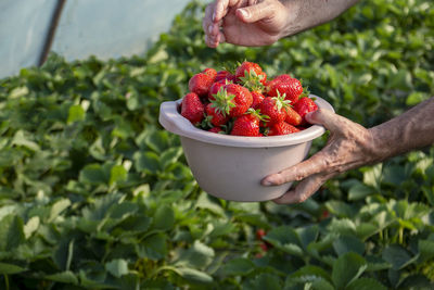 Mature man and his woman collecting ripe strawberries from green bushes. 