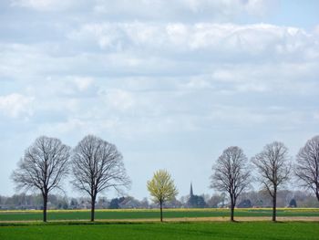 Trees against sky