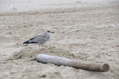 Seagull perching on a beach