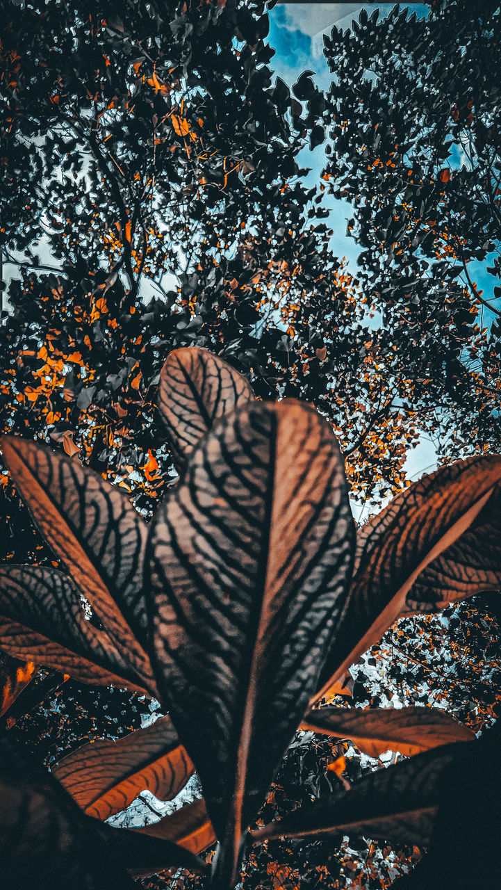 HIGH ANGLE VIEW OF DRY MAPLE LEAVES ON TREE DURING AUTUMN