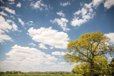 Low angle view of trees against sky