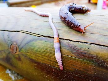 High angle view of insect on table