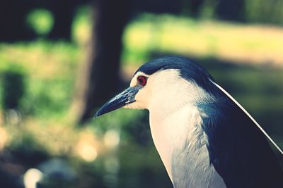 Close-up of bird with red eye