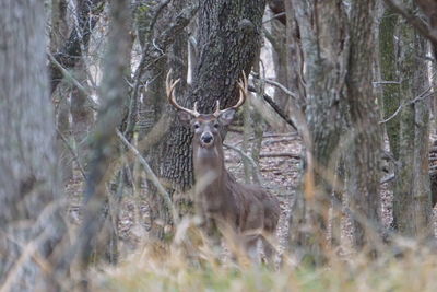 Animal in forest