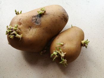High angle view of fruit on table