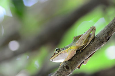 Close-up of lizard on branch