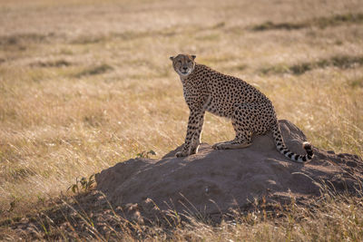 Cheetah sitting on rock in zoo