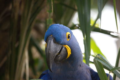 Closeup portrait of blue hyacinth macaw anodorhynchus hyacinthinus looking at camerapantanal, brazil