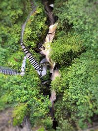 High angle view of green plants