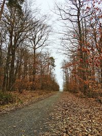 Empty dirt road along bare trees