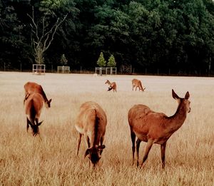 Deer grazing on field