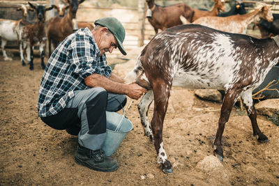 Senior male goat herder milking goat in bucket