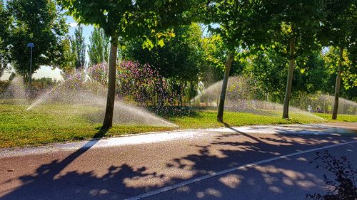 Trees and plants in park