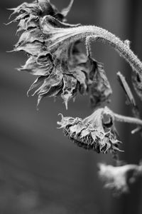 Close-up of wilted plant