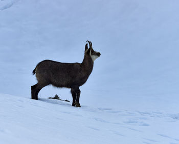 Full length of a horse on snow covered field