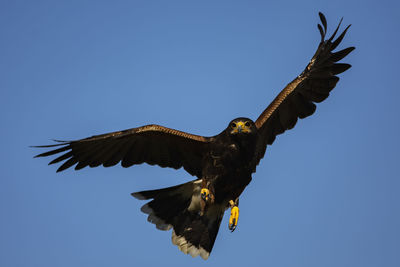 A trained harris's hawk in flight, scientific name, parabuteo unicinctus.