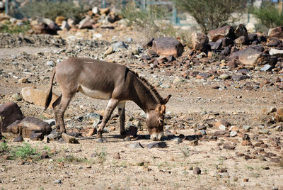 Side view of donkey grazing on field