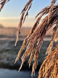 Close-up of crops against sky