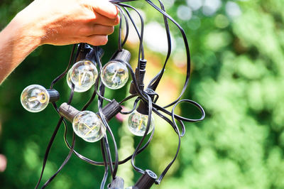 Cropped hand holding light bulbs