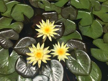 Close-up of flowers blooming outdoors